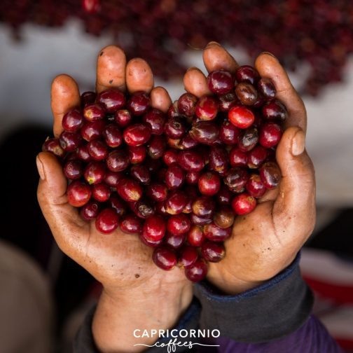 kávovníkové čerešne Capricornio Coffees