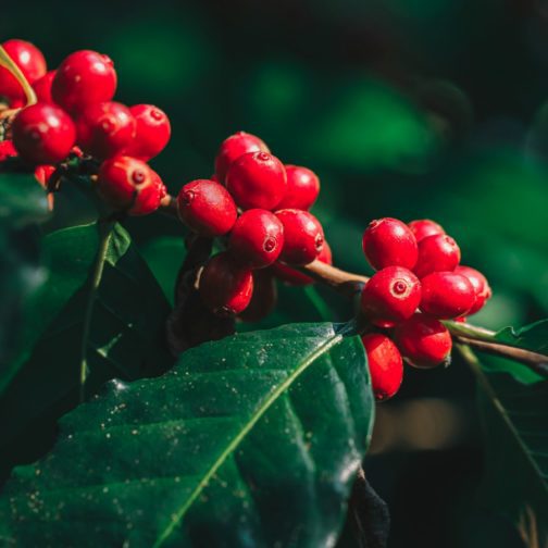 Kávovníkové čerešne - Cascara